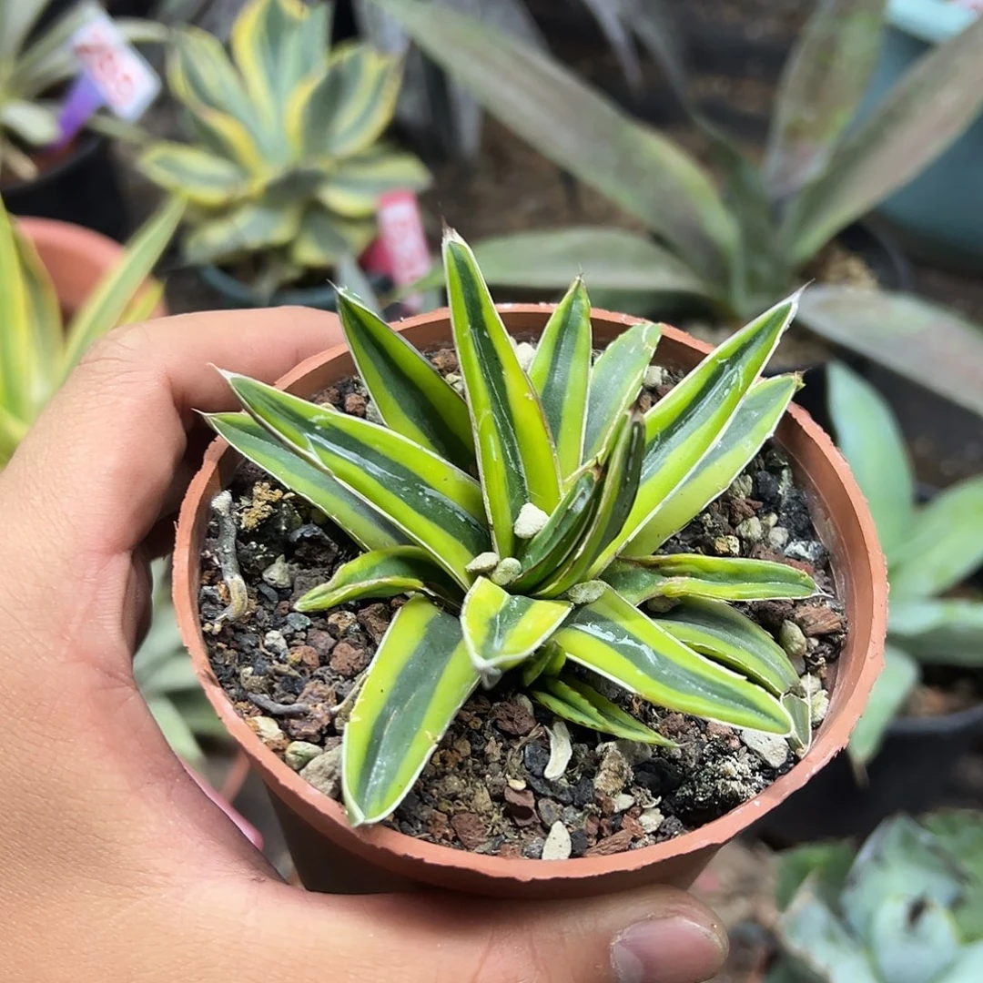 世之雪明黄腹轮锦