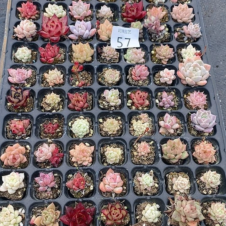 57 多肉植物盆栽花卉植物