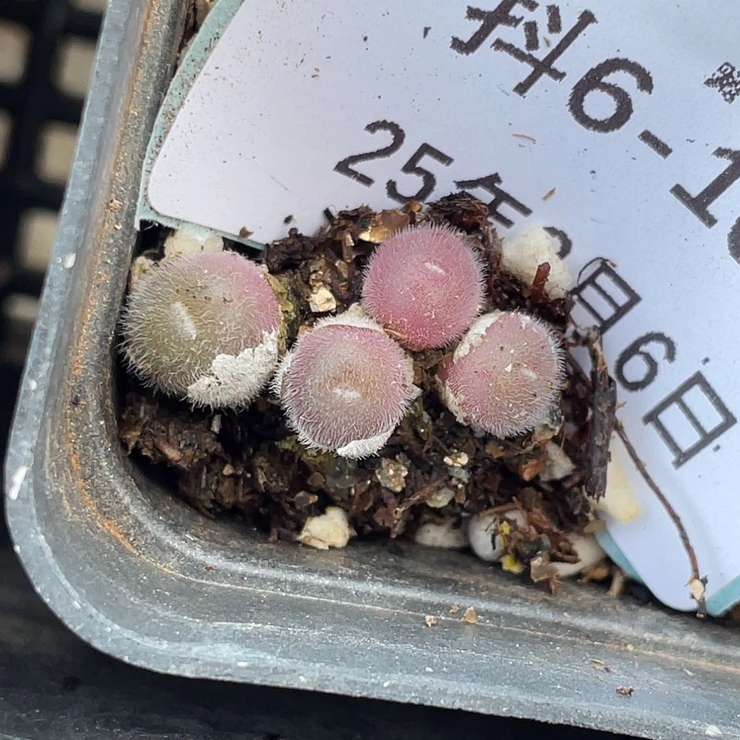 6-104毛球多肉植物