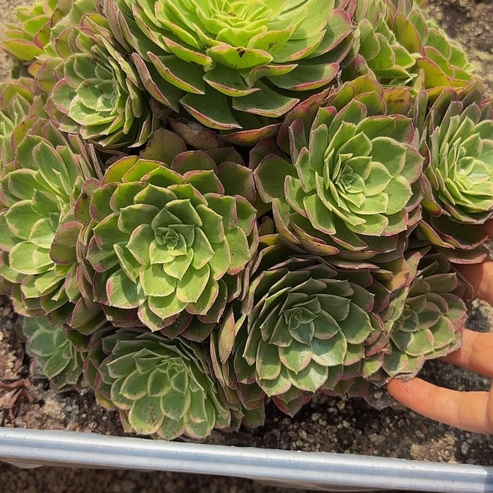 多肉植物福利112个
