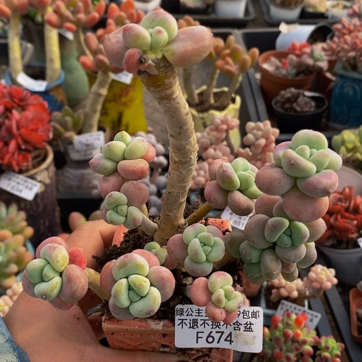 樱花洛神老桩674多肉植物