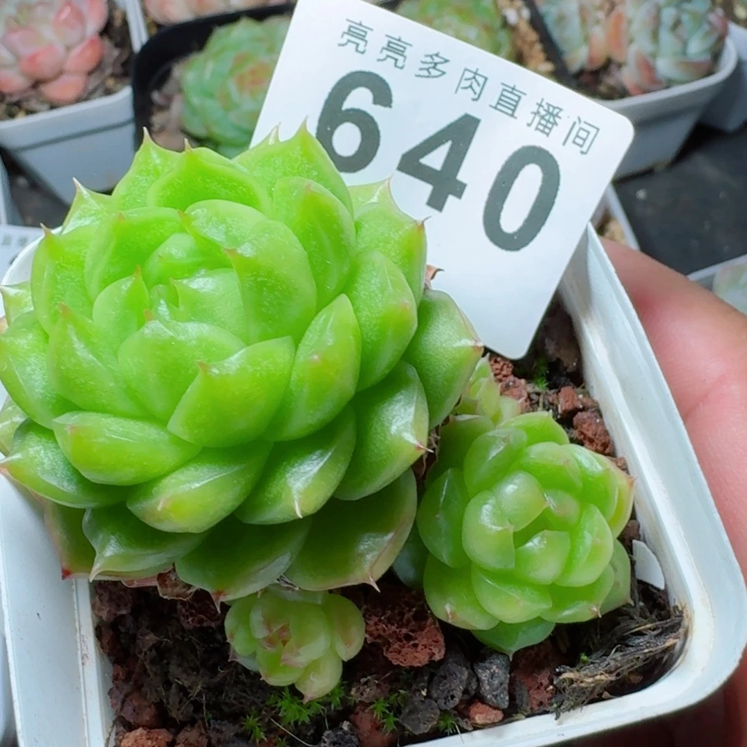 k***n灯泡珍妮            精美多肉植物