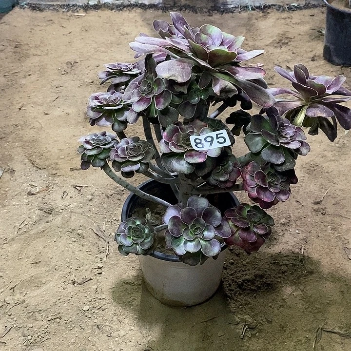湖***895,花蝴蝶134566777889花
