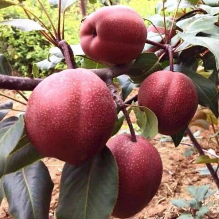 新品种梨树苗彩虹梨树苗南方北方种植盆栽地栽当年结果果树苗
