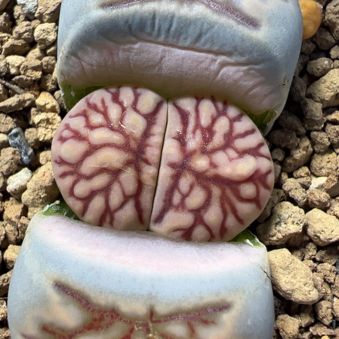 高品质母本菊化石多肉