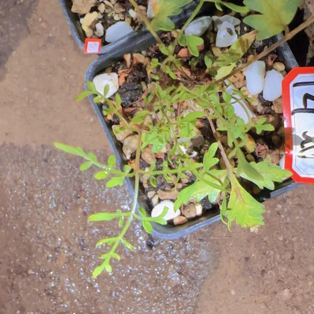 块根植物块根植物