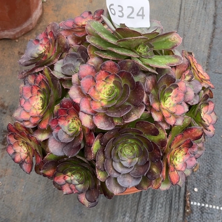 海王七彩特价多肉