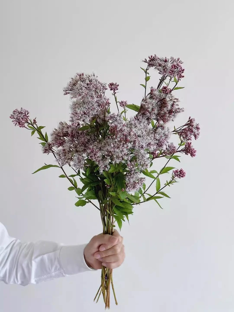 【1物1拍】佩兰2加仑盆栽/泽兰，可泡茶炒菜，耐热耐寒多年生芳香花卉