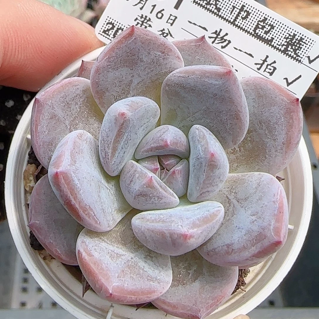 多肉0916-351暗纹系