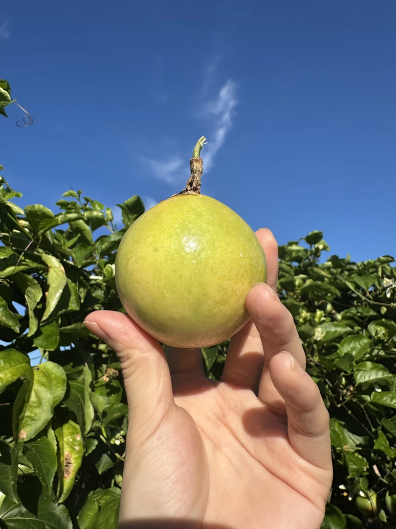 【产地直发】钦蜜9号百香果