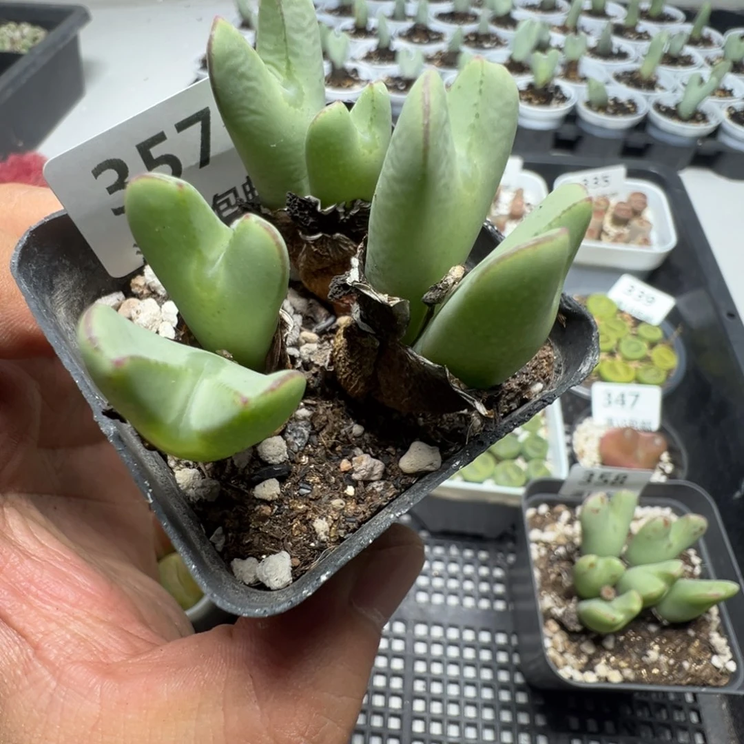 【闪购商品】 357。