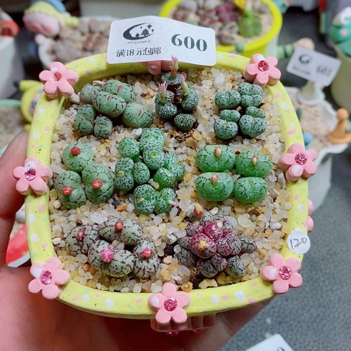生石花花花花花600