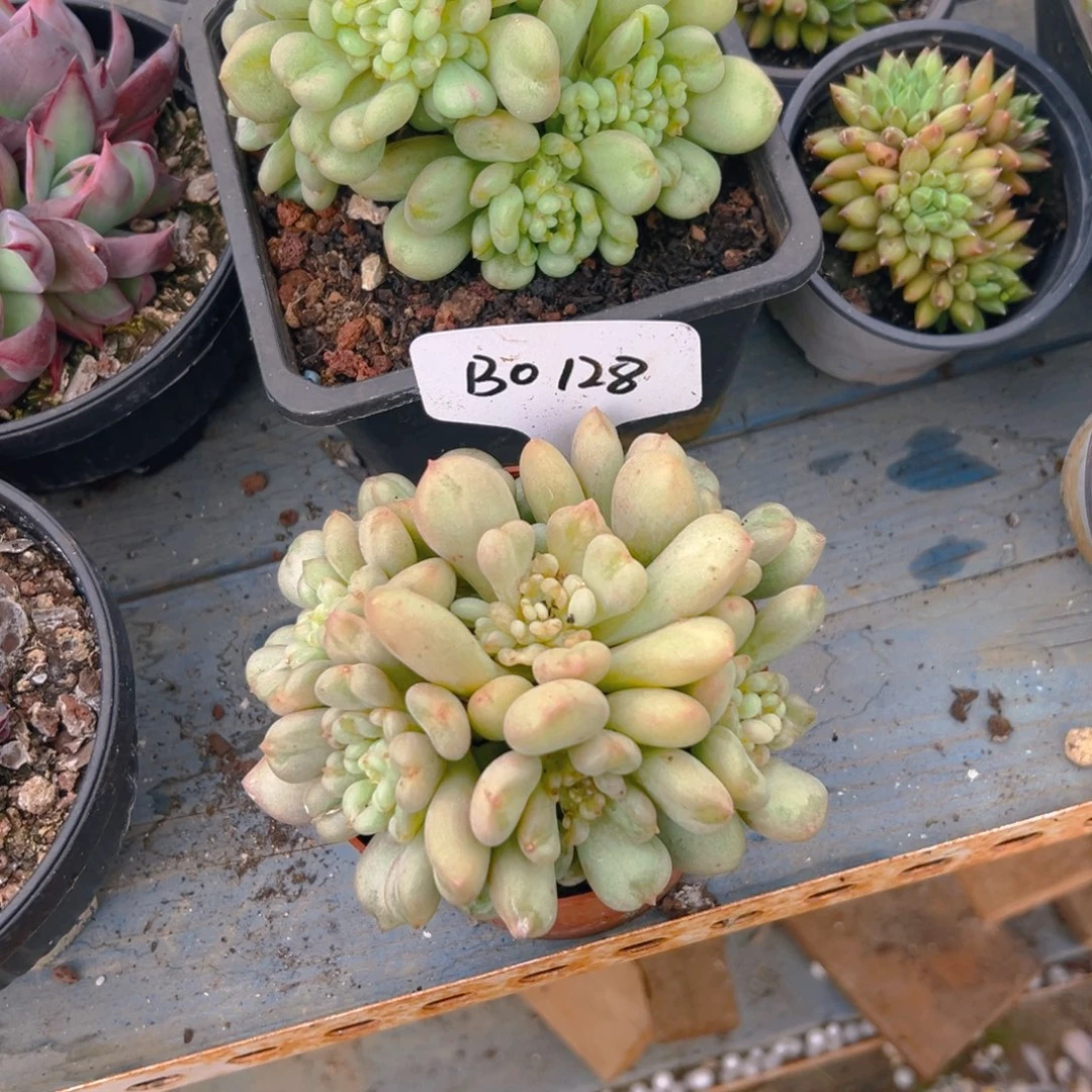 比尔盖茨0128号一物一拍