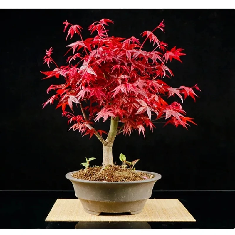 日本红枫红舞姬出星星 约旦黄金流泉三季红阳台盆栽花卉矮霸盆景