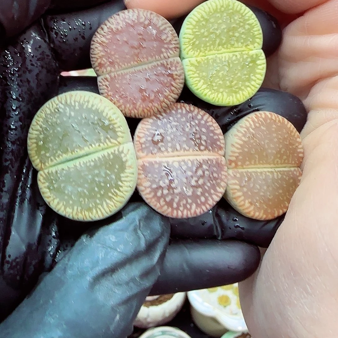 生石花满18包邮1213-132