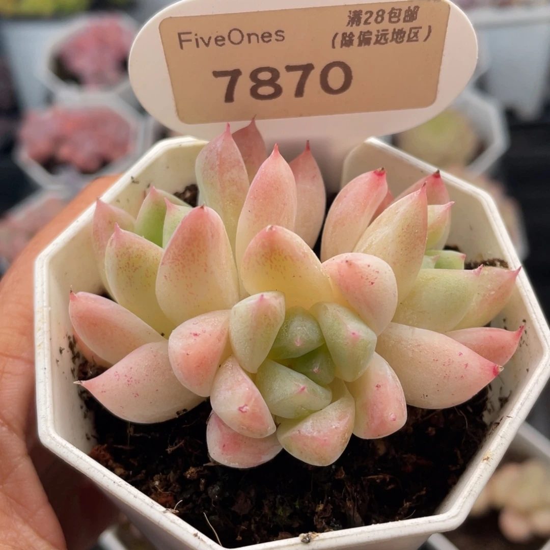 西施7870-6.0厘米