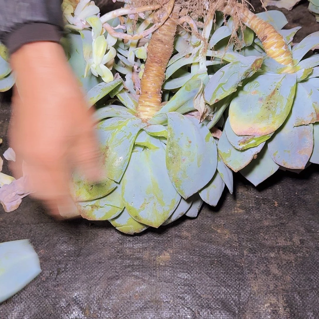 大白凤群生冠服50厘米以上