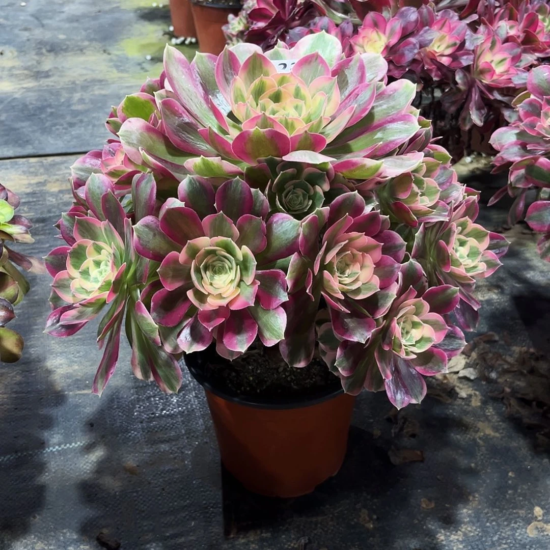 多肉植物粉女郎123多肉