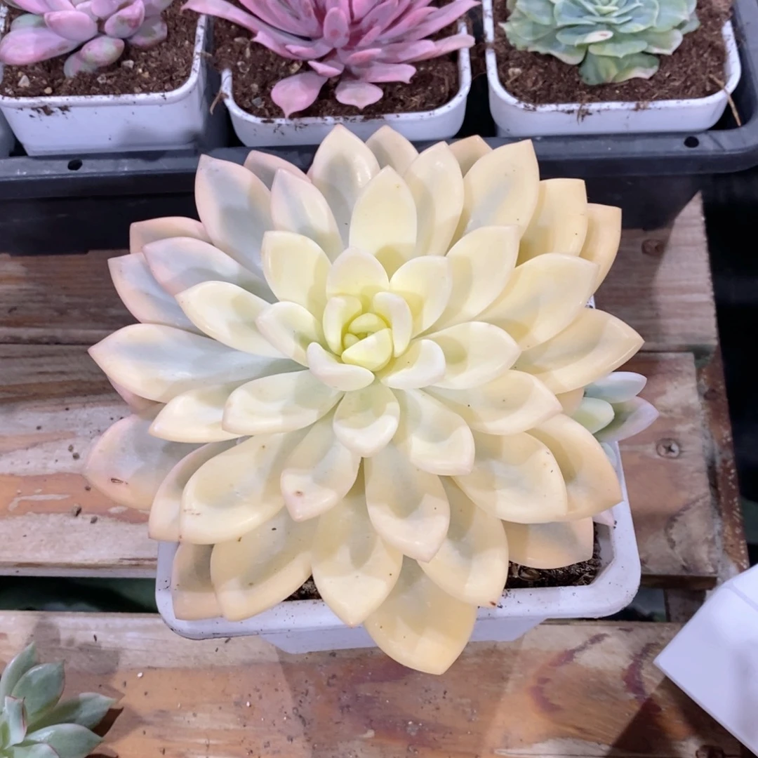 奥普琳娜锦多肉植物老桩