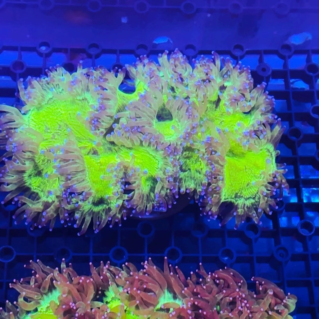 ****檬纽扣珊瑚东帝汶尼罗河