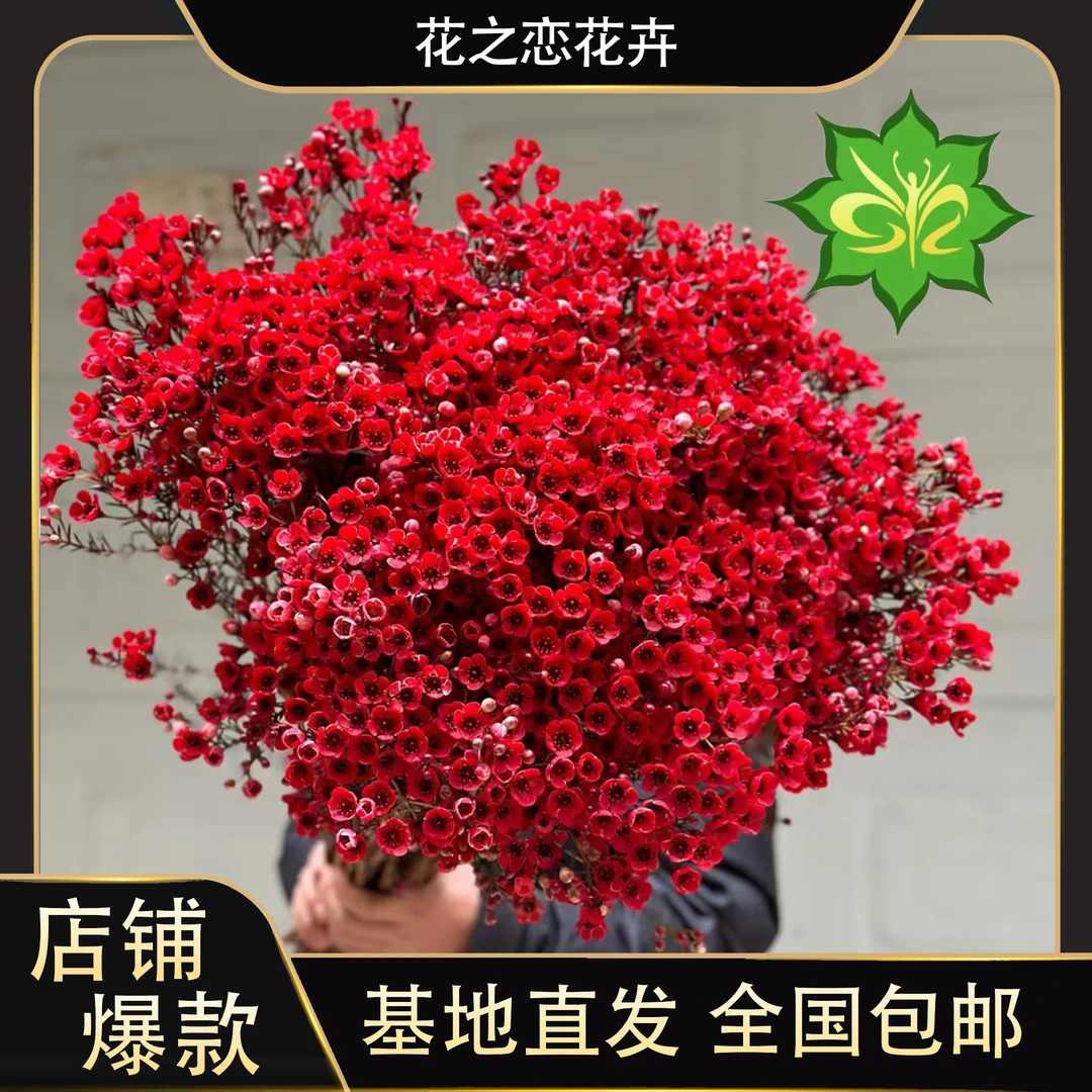 腊梅   居家办公优选《云南基地发货》