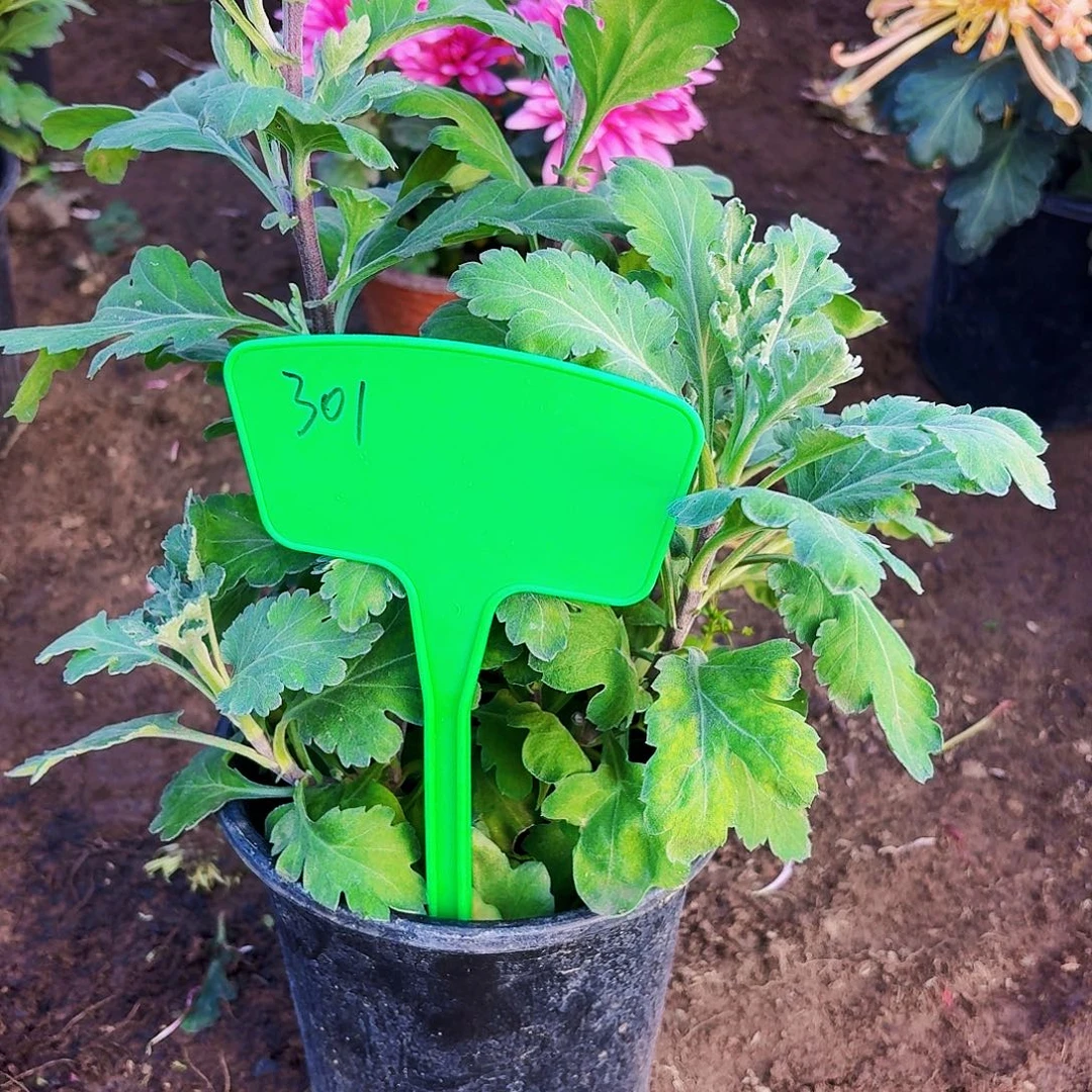 当前无花栽培后可以开花301