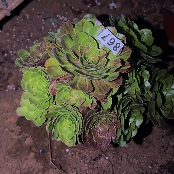 867花月夜多肉植物