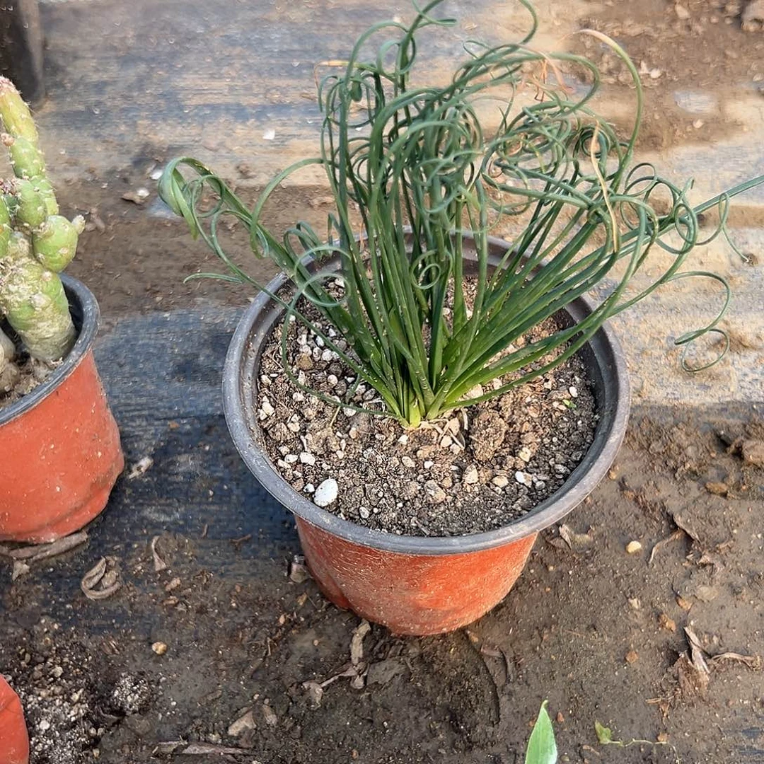 多肉植物弹簧草群