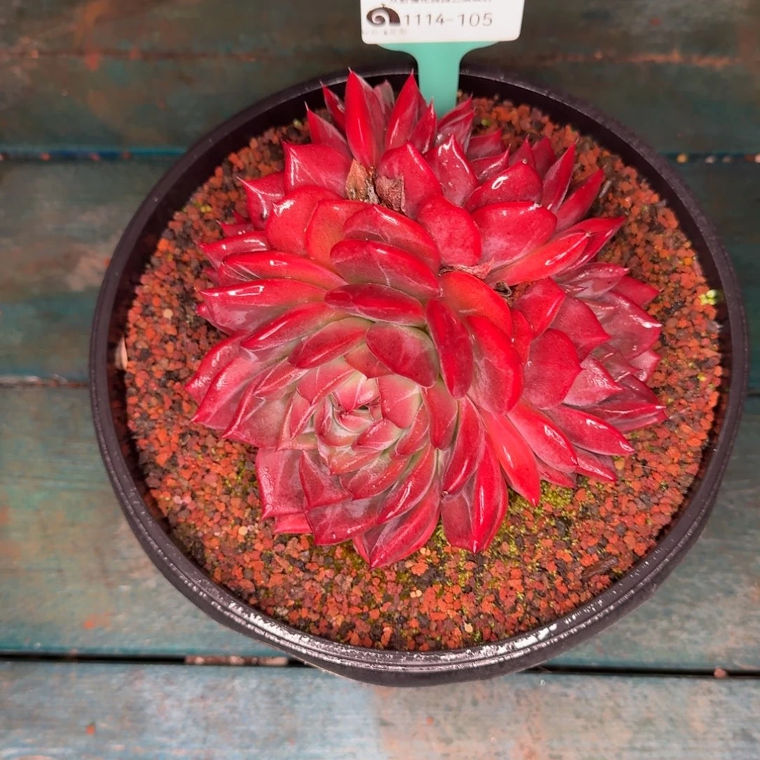 从前慢多肉编号1114-105