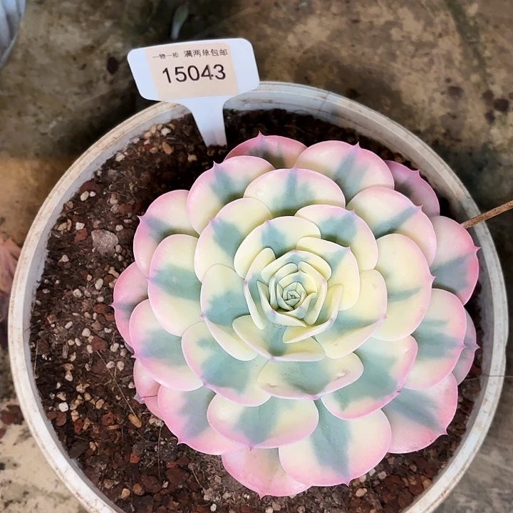 花***花玉蝶锦一物一拍15043