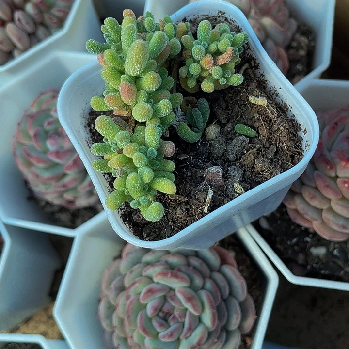 冰晶枝干5.8带盆土