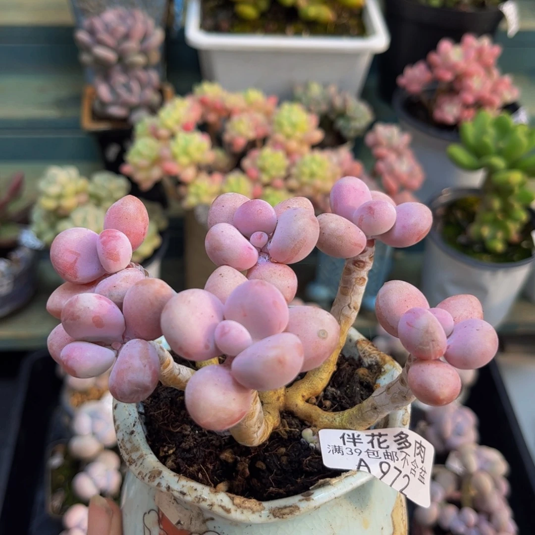 972天高云淡10cm多肉