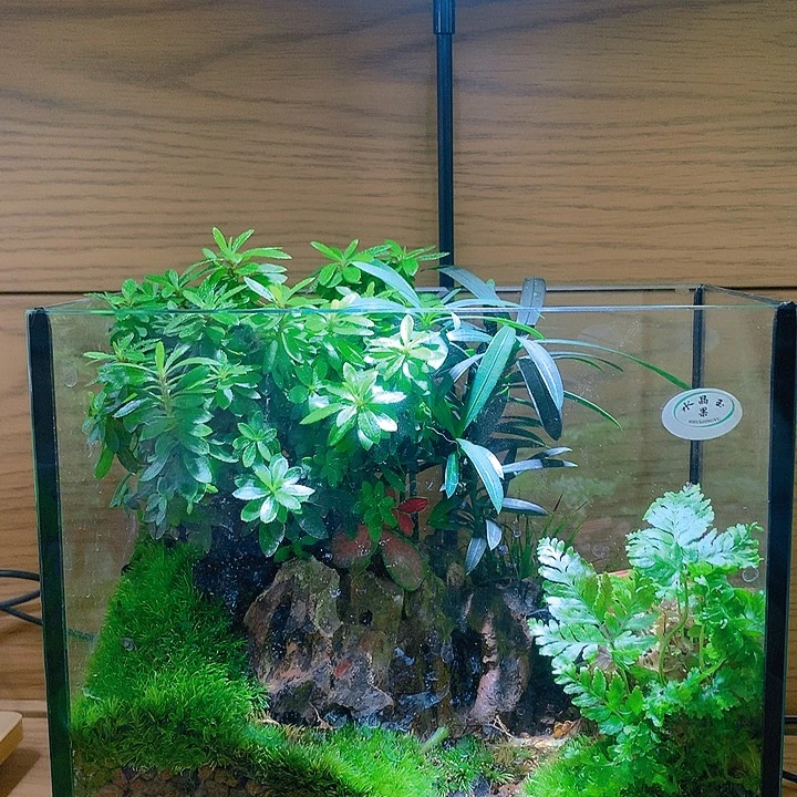 无花朵窄长方形缸