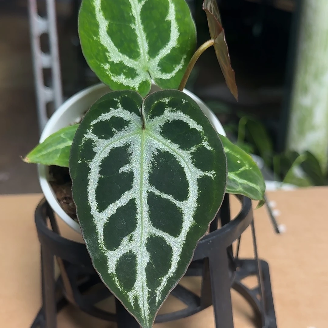 完全开放Z102超级银杂小钻石