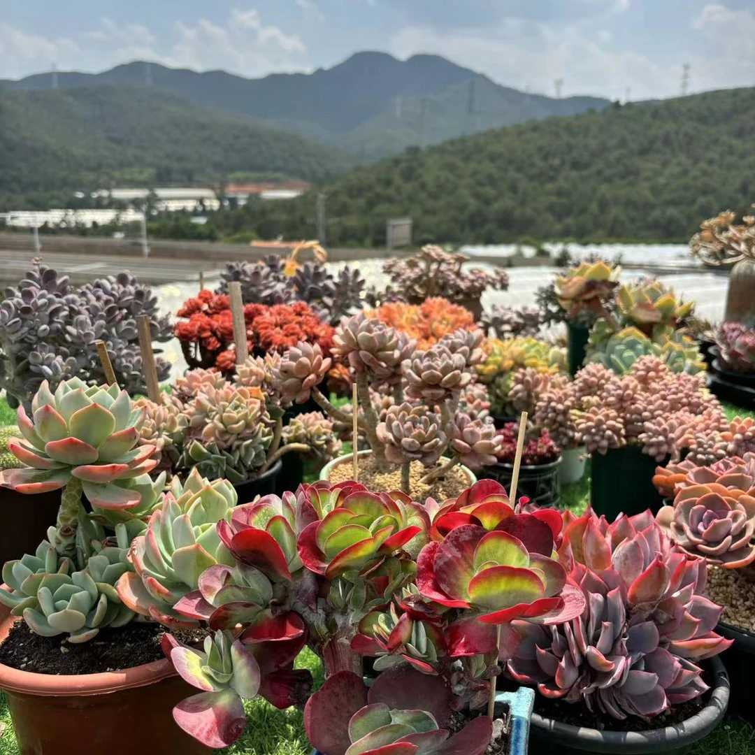 【多肉植物】【综合链接】