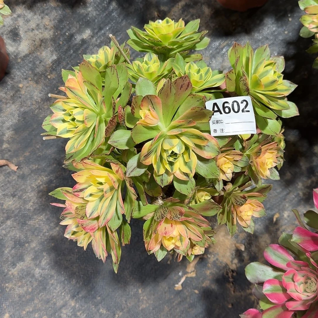 荷花多肉法师a602