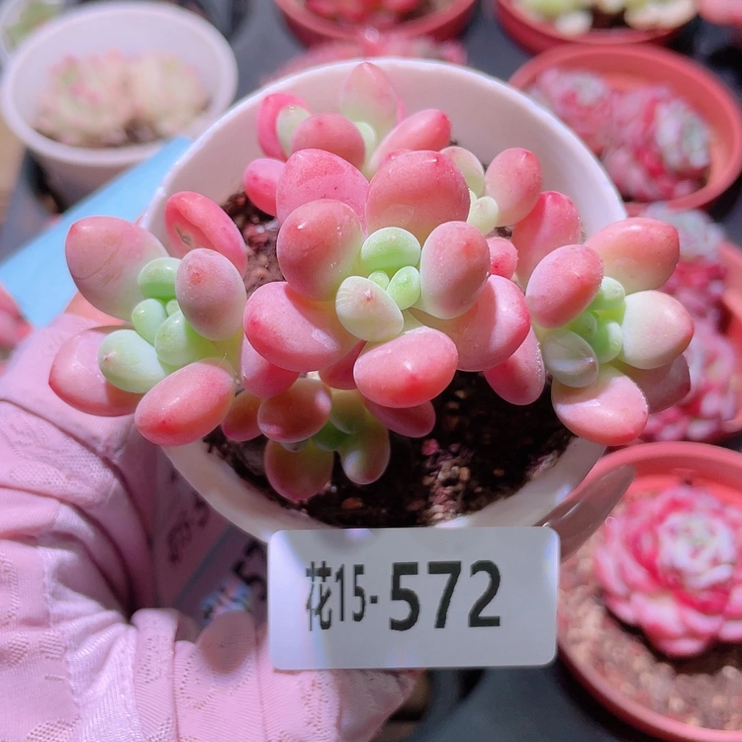 花利美15-572洛神