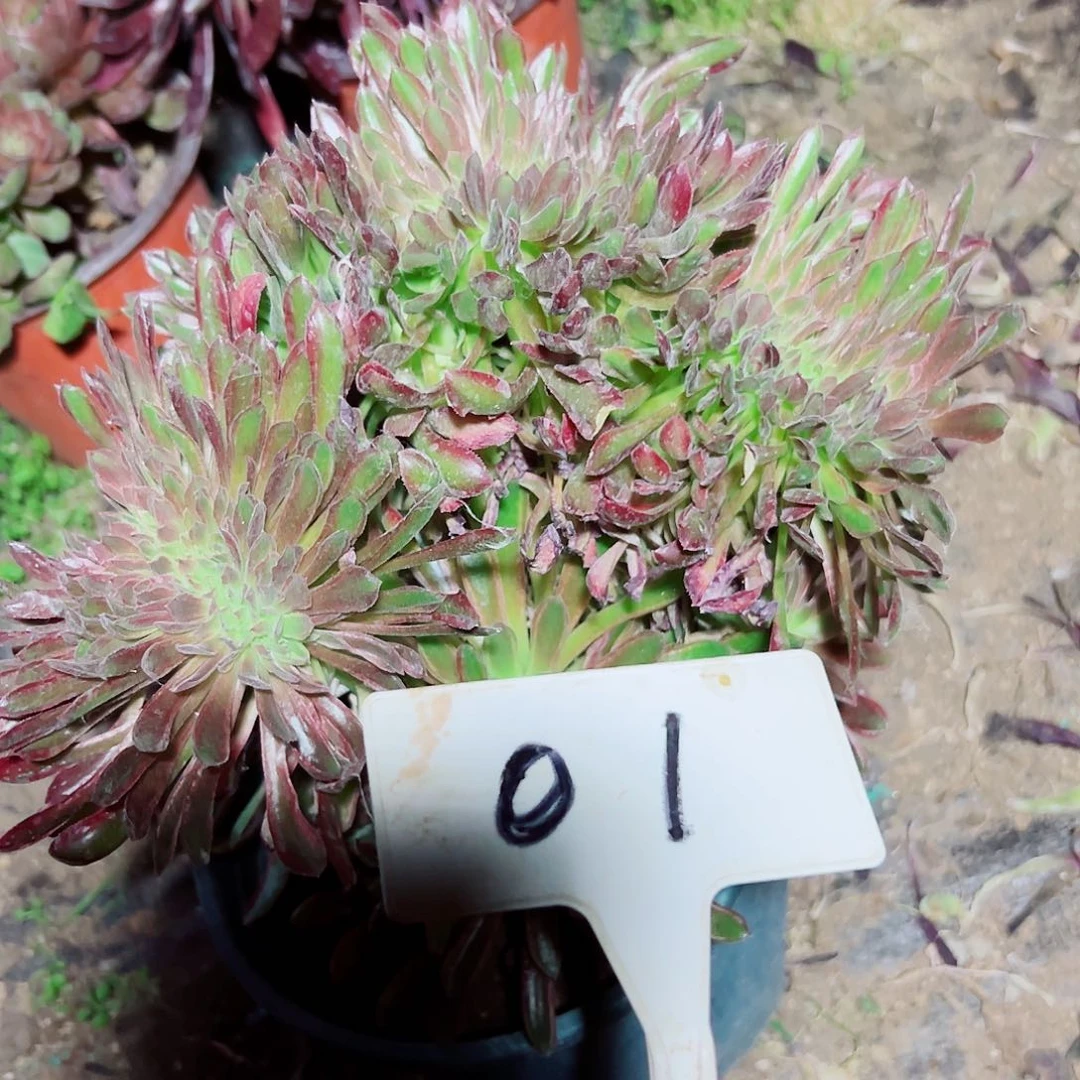 多肉植物珊瑚缀花