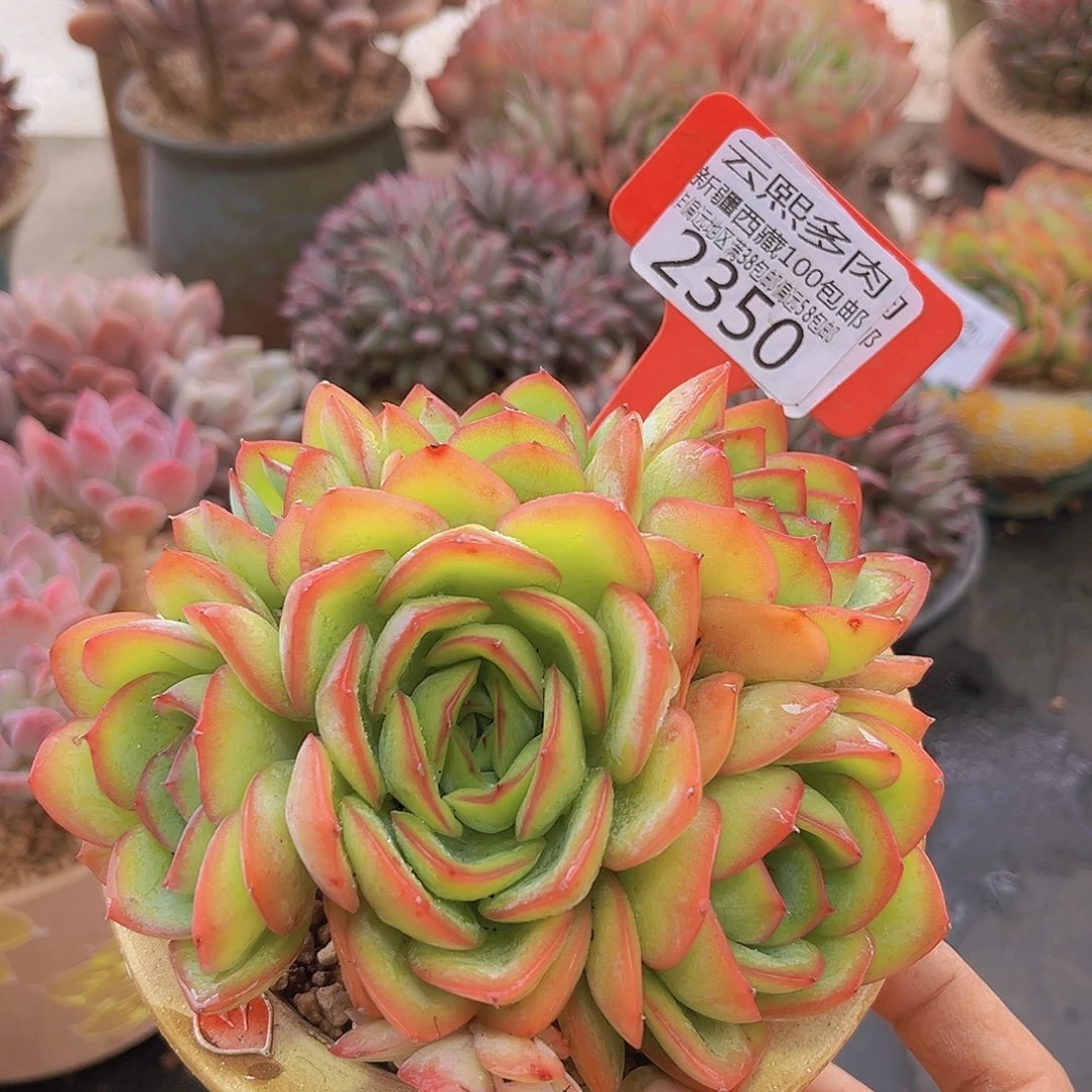 2350晨露多肉植物