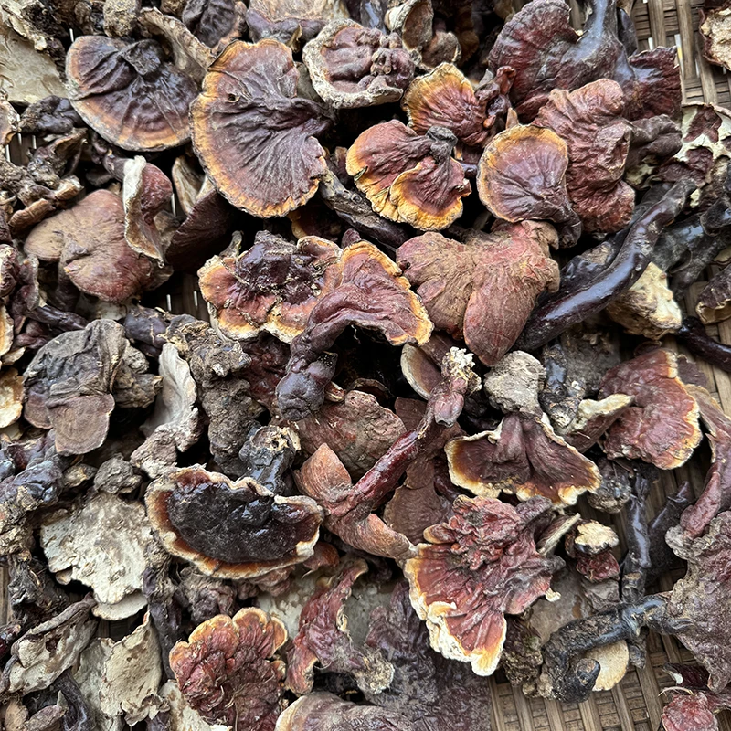 西藏野生白心白肉灵芝