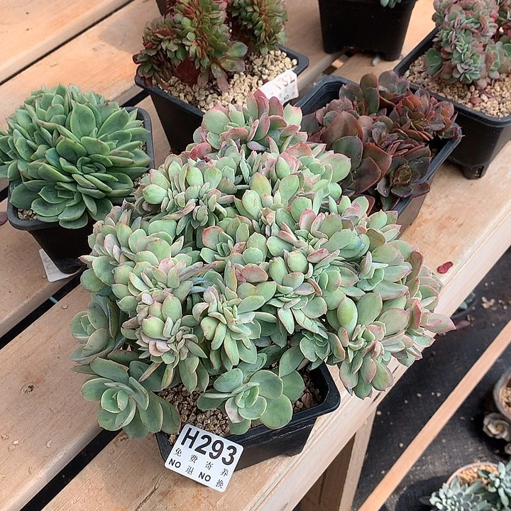 霞光缀化 非偏远38包邮、节后发