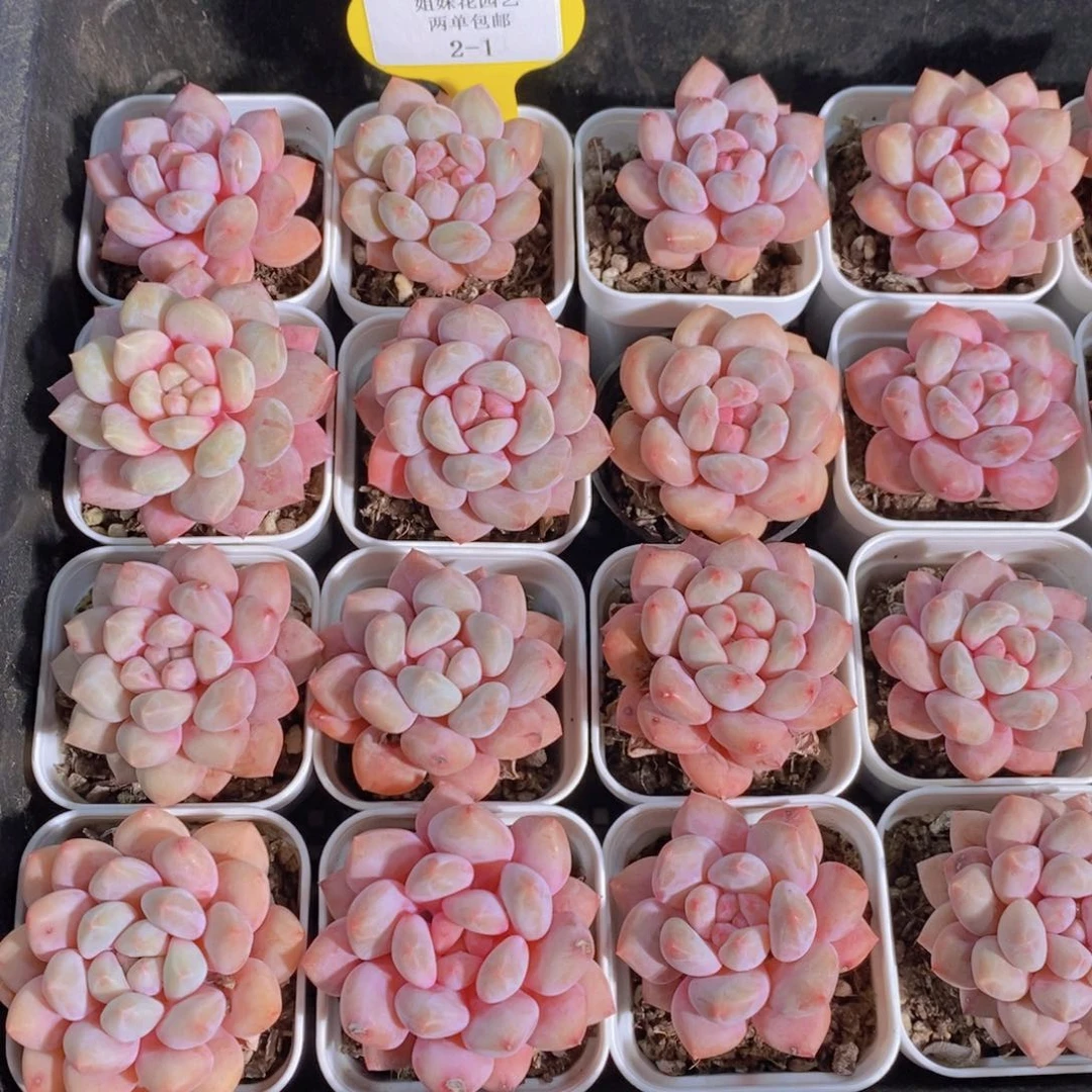 2-1-奶油半夏单头福利一个