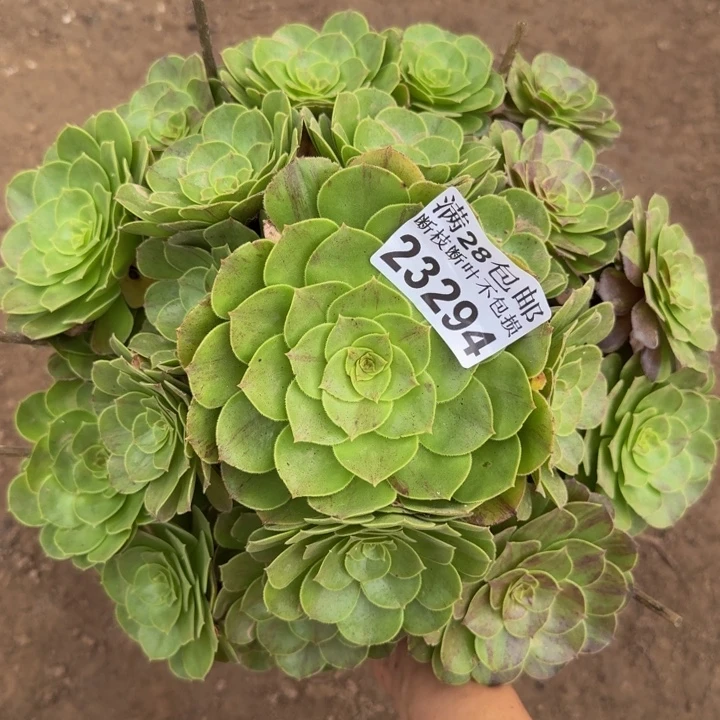 23294花月夜多肉植物