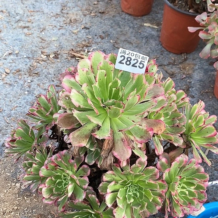 2825 一颗粉籍月