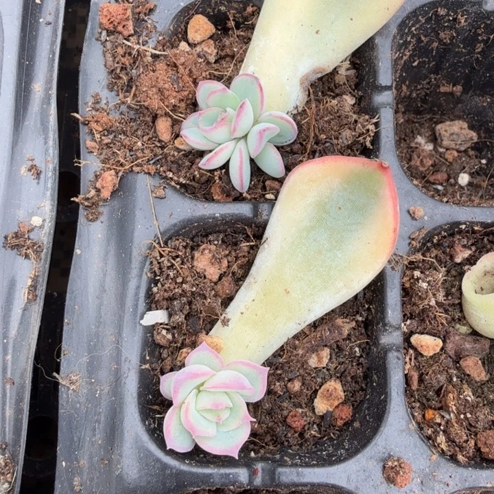 一字多肉锦侧影锦一颗多肉