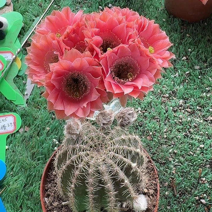 張***_245甜橙仙人球一棵