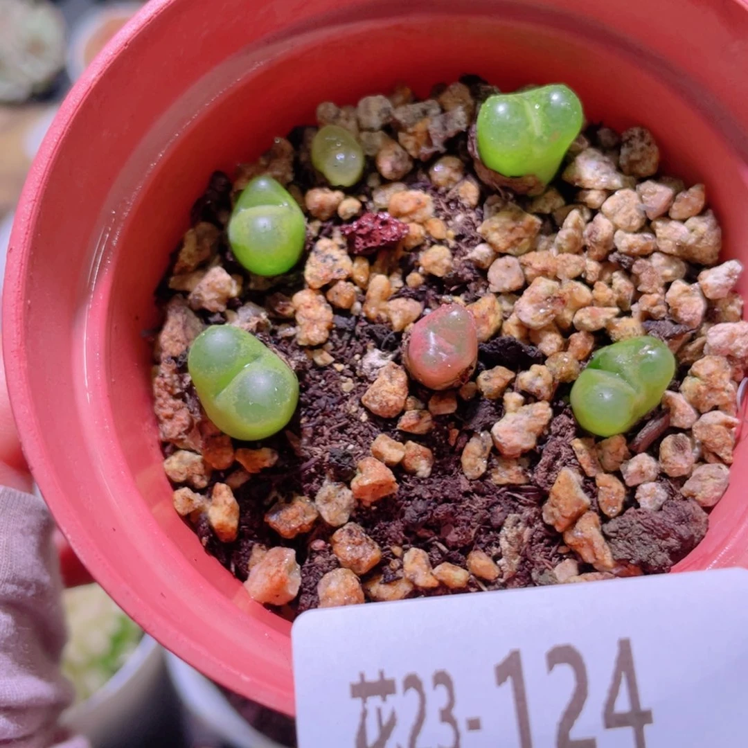 花利美23-124毛汉尼