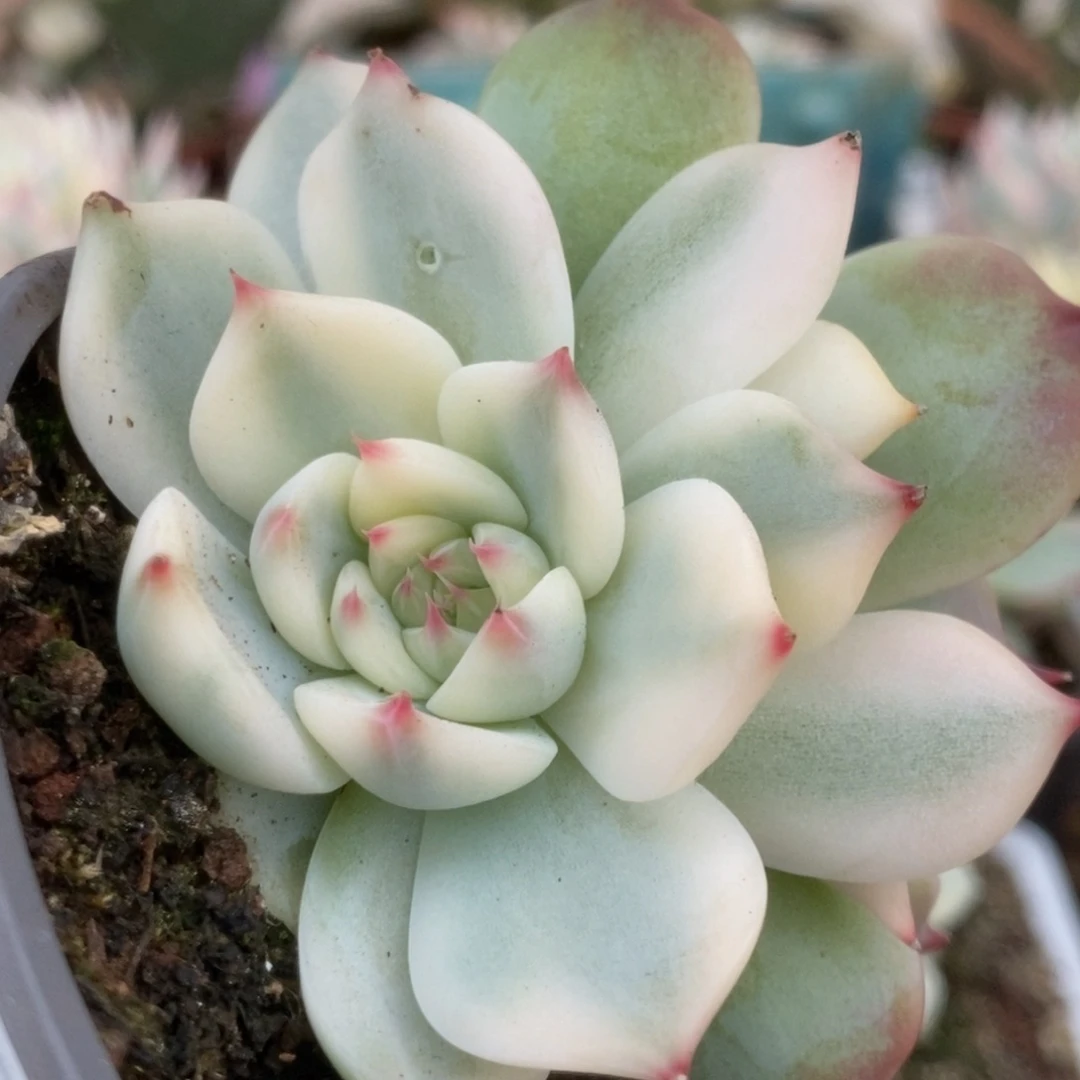 290锦锦锦锦锦锦锦锦