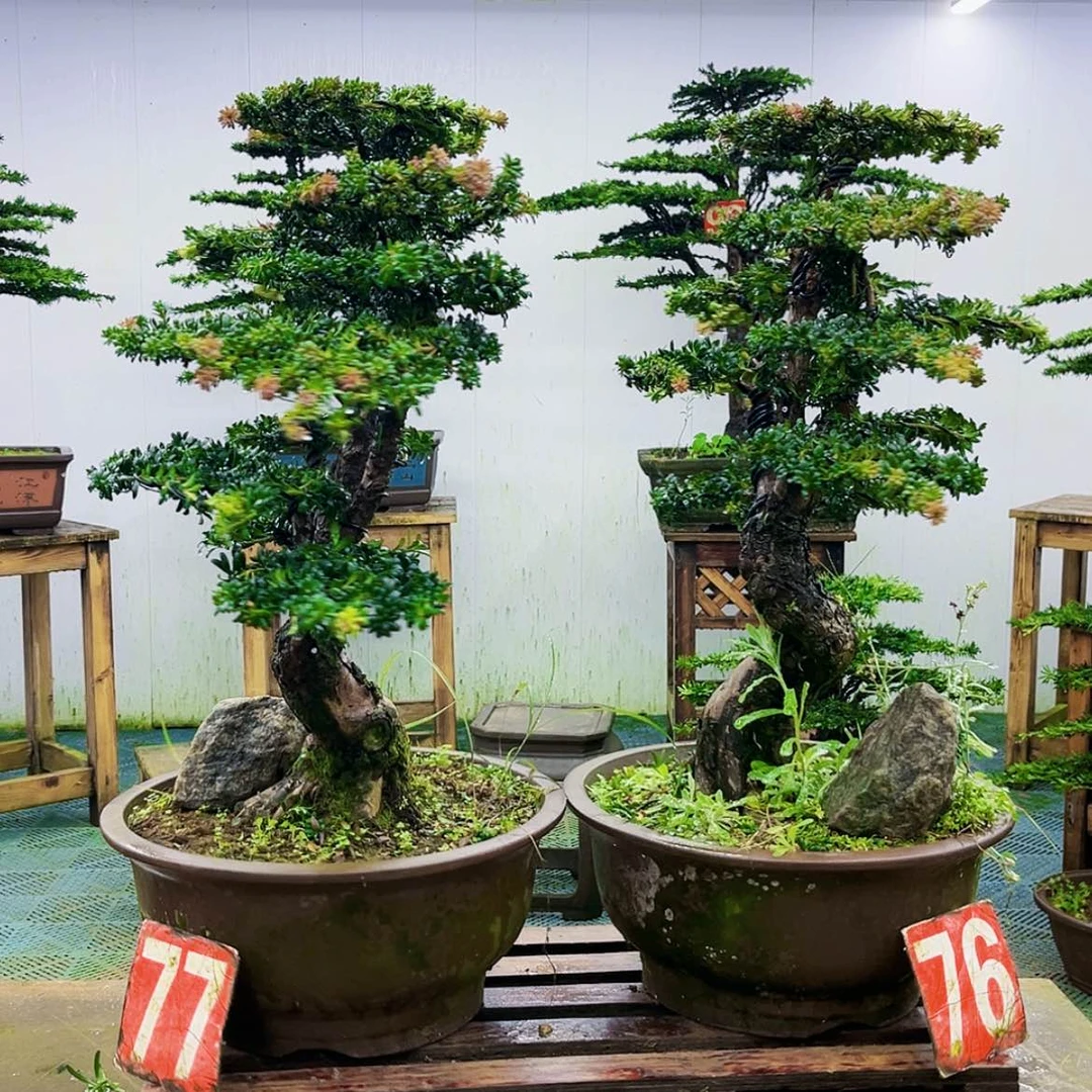 【闪购商品】无花朵