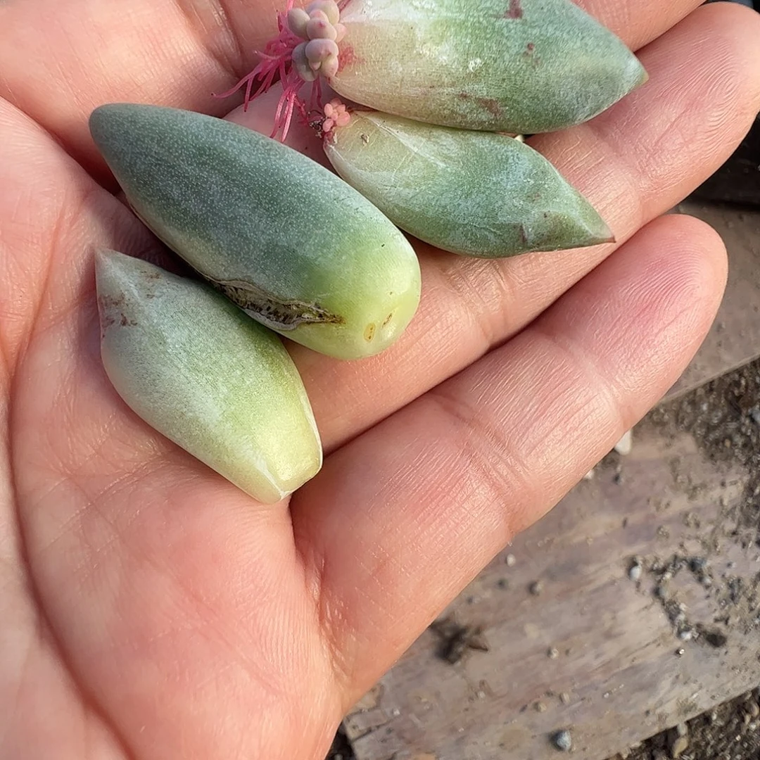 D***️多肉植物多肉植物
